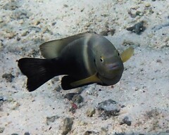 Chrysiptera biocellata