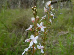 Stylidium armeria