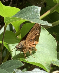 Trapezites symmomus