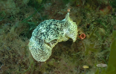 Pleurobranchaea bubala