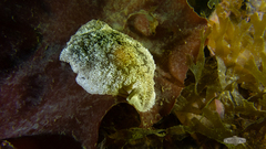 Pleurobranchaea bubala