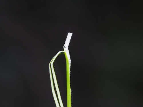 Juncus setchuensis iNat (1)