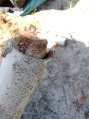 Nyctophilus geoffroyi