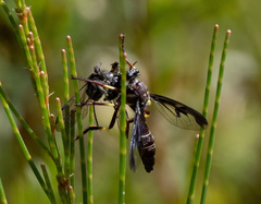 Daptolestes