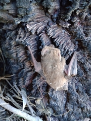 Nyctophilus geoffroyi