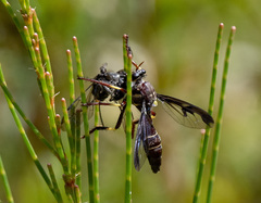 Daptolestes