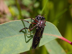 Daptolestes