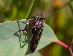 Daptolestes