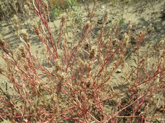 Corispermum sibiricum