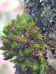 Nyholmiella obtusifolia
