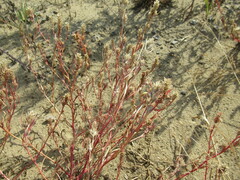 Corispermum sibiricum