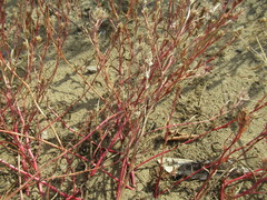 Corispermum sibiricum