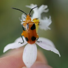 Stethopachys formosa