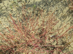 Corispermum sibiricum