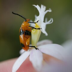 Stethopachys formosa