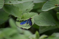 Cyananthrax cyanopterus