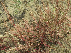 Corispermum sibiricum