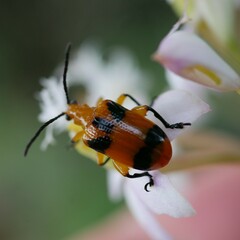 Stethopachys formosa