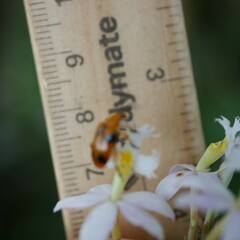 Stethopachys formosa