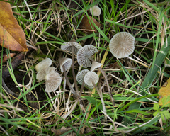 Mycena capillaripes