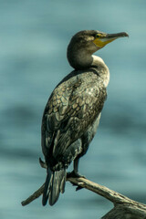 Phalacrocorax carbo lucidus