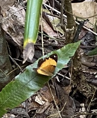 Cupha prosope