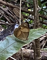 Cupha prosope