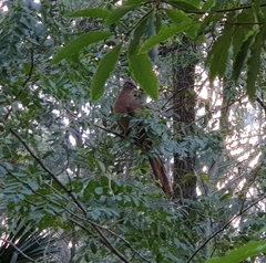 Macropygia phasianella