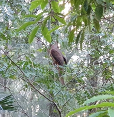 Macropygia phasianella