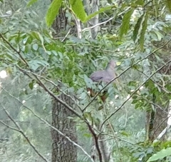 Macropygia phasianella