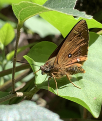 Trapezites symmomus