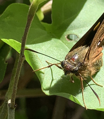 Trapezites symmomus