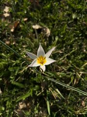 Tulipa patens