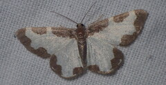 Lomaspilis marginata