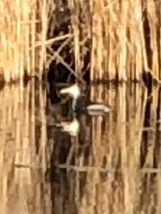 Podiceps cristatus