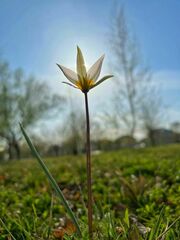 Tulipa patens