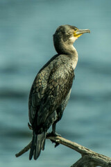 Phalacrocorax carbo lucidus