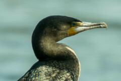 Phalacrocorax carbo lucidus