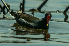 Gallinula chloropus meridionalis