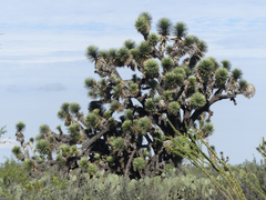 Yucca decipiens