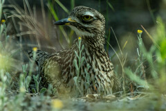 Burhinus capensis