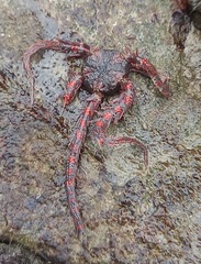 Ophiothrix
