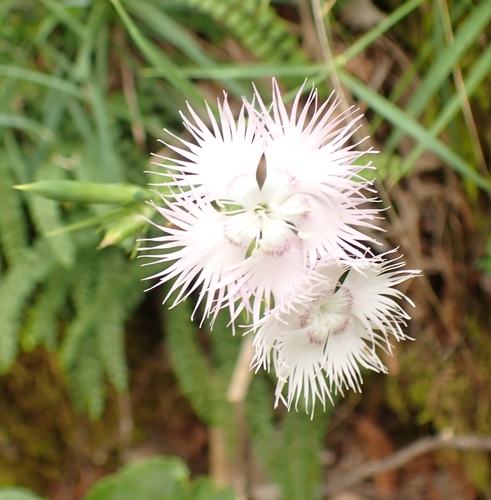 Dianthus monspessulanus, photograph 1
