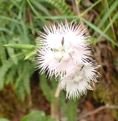 Dianthus monspessulanus, photograph Micha Baum, CC BY-SA, iNaturalist via GBIF