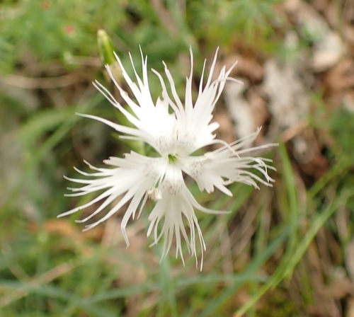 Image of Dianthus monspessulanus by (c) Micha Baum, some rights reserved (CC BY-SA)