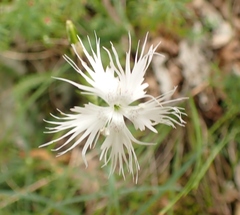 Dianthus monspessulanus