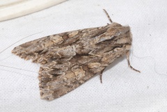 Apamea monoglypha