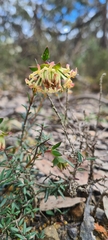 Pimelea linifolia