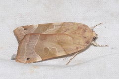 Noctua tirrenica