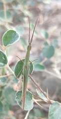 Acrida conica